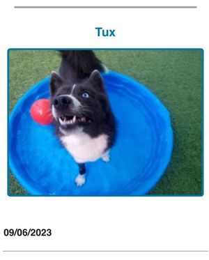 Image post by @tux_the_blue_pomsky on Instagram