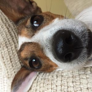 Image post by @snaffle_it on Instagram