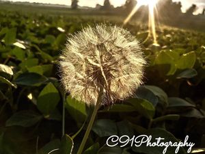 Image post by @c91photography on Instagram