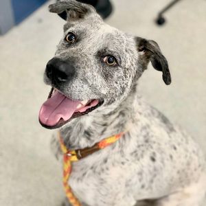Image post by @spokhumanesoc on Instagram