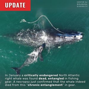 Image post by @centerforbiodiv on Instagram