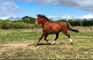Image post by @equinecareprobiotic on Instagram