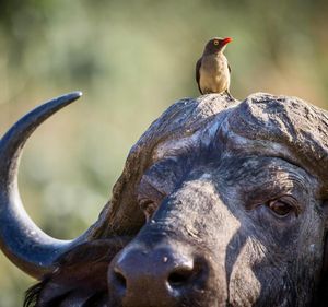 Image post by @chiawasafaris on Instagram