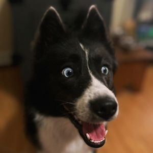 Image post by @tux_the_blue_pomsky on Instagram