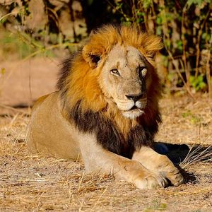 Image post by @chiawasafaris on Instagram