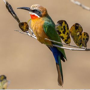 Image post by @chiawasafaris on Instagram