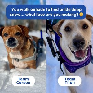 Image post by @walkinpets on Instagram