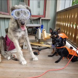 Image post by @thesavannahwolfhound on Instagram