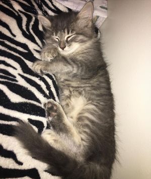 Image post by @kowalskikitties on Instagram
