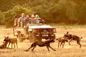 Image post by @chiawasafaris on Instagram