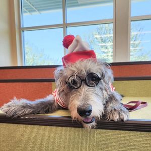 Image post by @thesavannahwolfhound on Instagram
