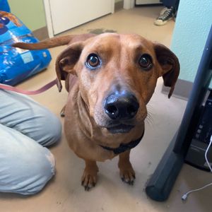 Image post by @whitmanpets on Instagram
