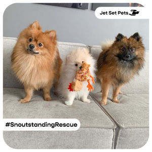 Image post by @jetsetpets on Instagram