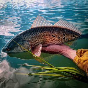 Image post by @toadfishoutfitters on Instagram