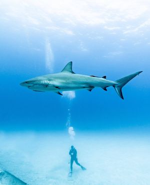 Image post by @discovery on Instagram