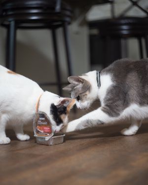 Image post by @evolvepetfood on Instagram