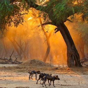 Image post by @chiawasafaris on Instagram