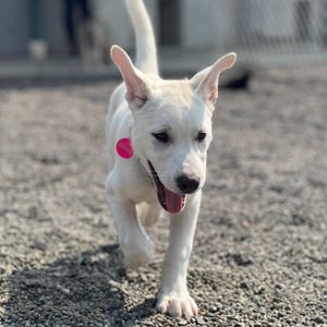 Image post by @whitmanpets on Instagram