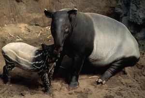 Image post by @AnimalPlanet on Twitter/X