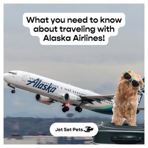 Image post by @jetsetpets on Instagram