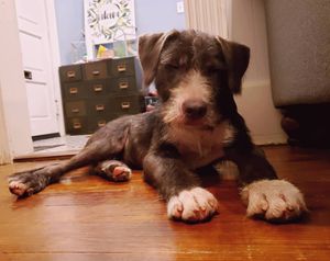 Image post by @thesavannahwolfhound on Instagram