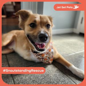 Image post by @jetsetpets on Instagram