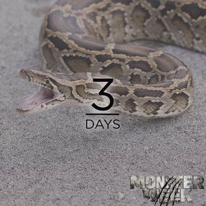 Image post by @animalplanet on Instagram