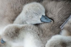 Image post by @AnimalPlanet on Twitter/X