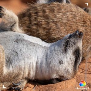 Image post by @animalplanet on Instagram
