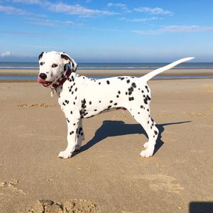 Image post by @pupcorntreats on Instagram