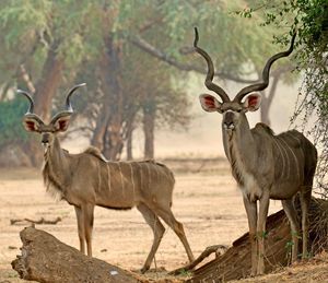 Image post by @chiawasafaris on Instagram