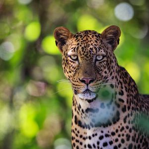 Image post by @chiawasafaris on Instagram