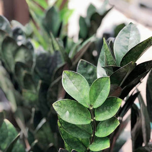 Image post by @shopbachmans on Instagram