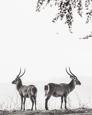 Image post by @chiawasafaris on Instagram