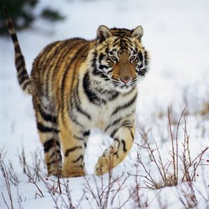 Image post by @discovery on Instagram