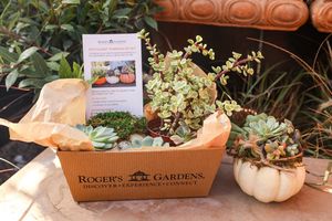 Image post by @rogersgardens on Instagram