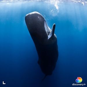 Image post by @animalplanet on Instagram