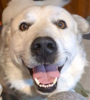 Image post by @DiamondPetFood on Twitter/X