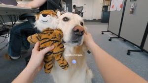 Video post by @google on YouTube