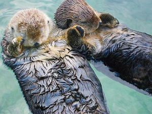 Image post by @animalplanet on Instagram