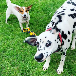 Image post by @snaffle_it on Instagram