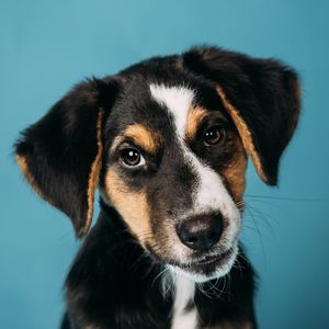 Image post by @whiskersandwagmo on Instagram