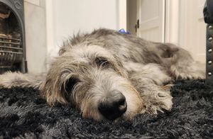 Image post by @thesavannahwolfhound on Instagram