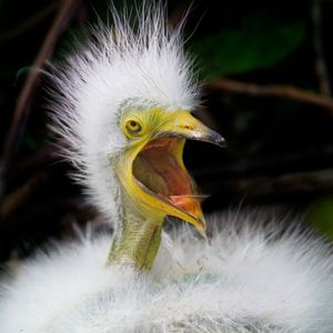 Image post by @animalplanet on Instagram