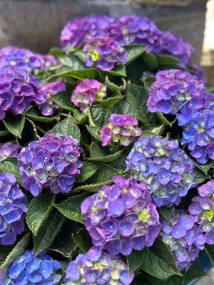 Image post by @rogersgardens on Instagram
