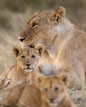 Image post by @animalplanet on Instagram