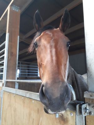 Image post by @NZHorseAmbulanceTrust on Facebook