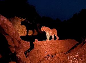 Image post by @chiawasafaris on Instagram