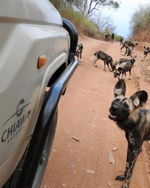 Image post by @chiawasafaris on Instagram