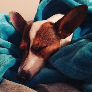 Image post by @snaffle_it on Instagram